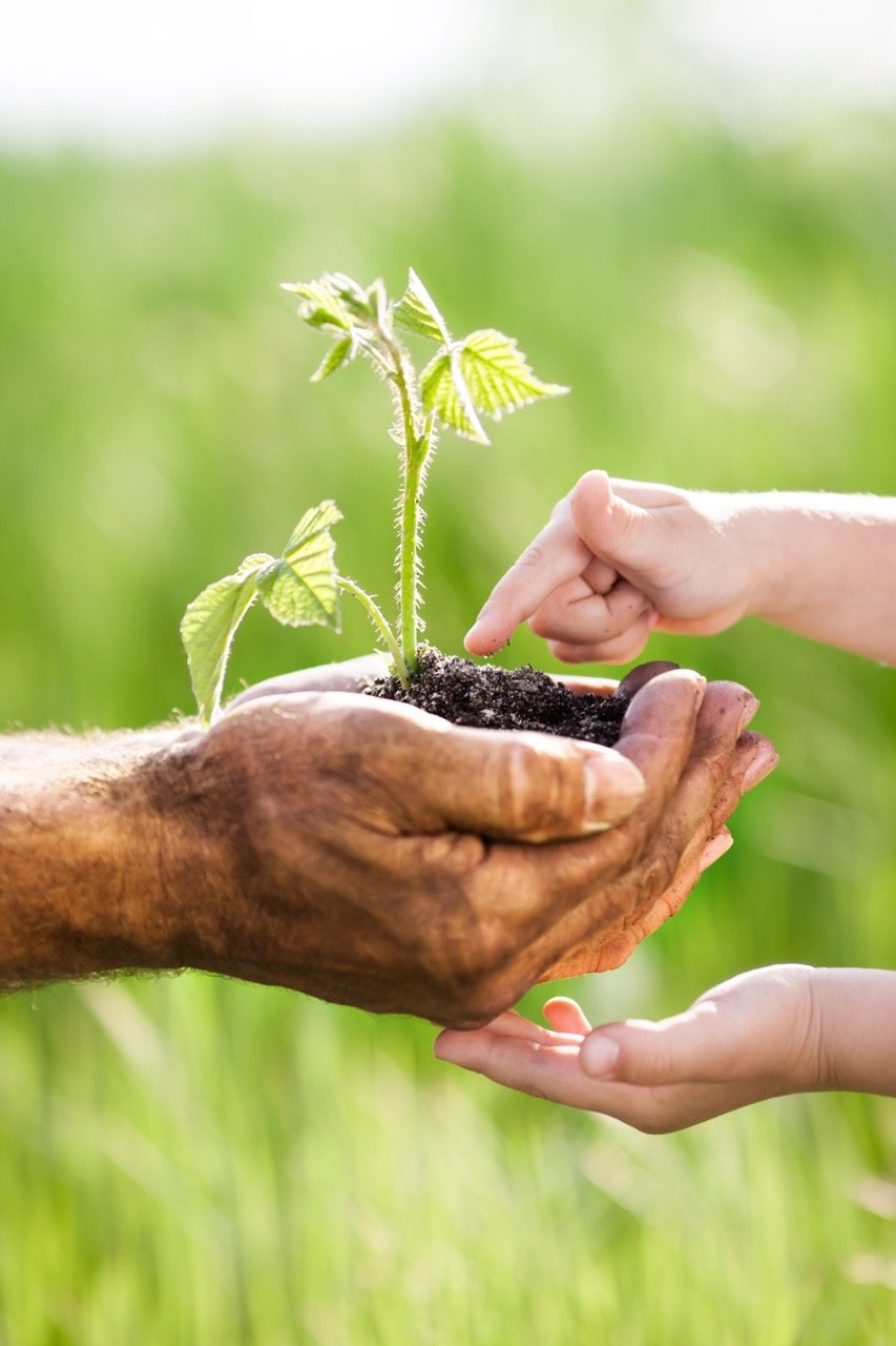 young-green-plant-against-spring-background-2026-01-05-05-09-14-utc groot